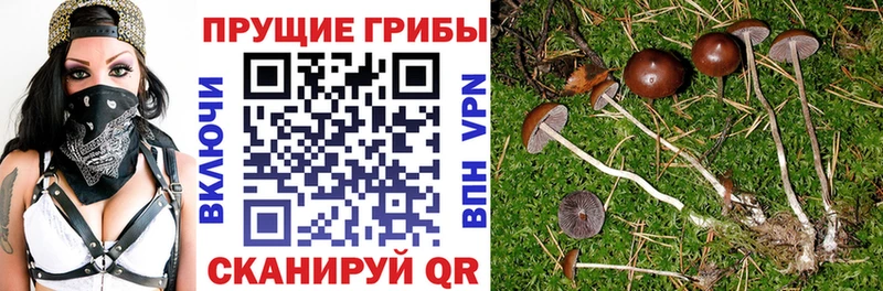 где продают   Ивдель  Галлюциногенные грибы GOLDEN TEACHER 